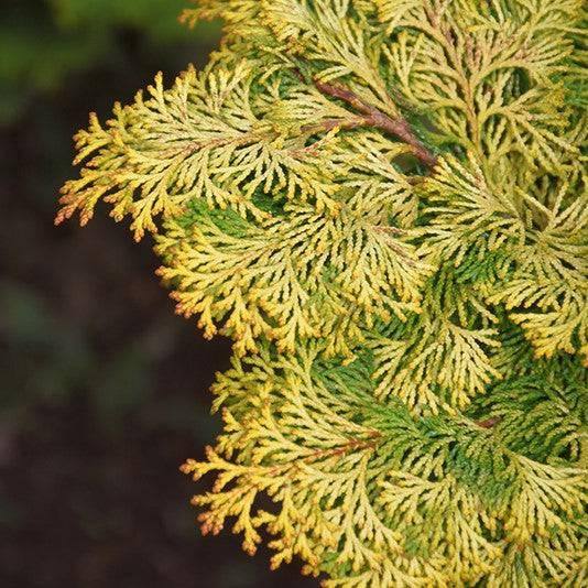 Chamaecyparis - 3 gallon