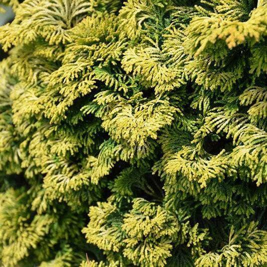 Chamaecyparis - Dwarf Golden Hinoki  - 1 gallon