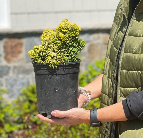 Chamaecyparis - Dwarf Golden Hinoki  - 1 gallon - Hicks Nurseries