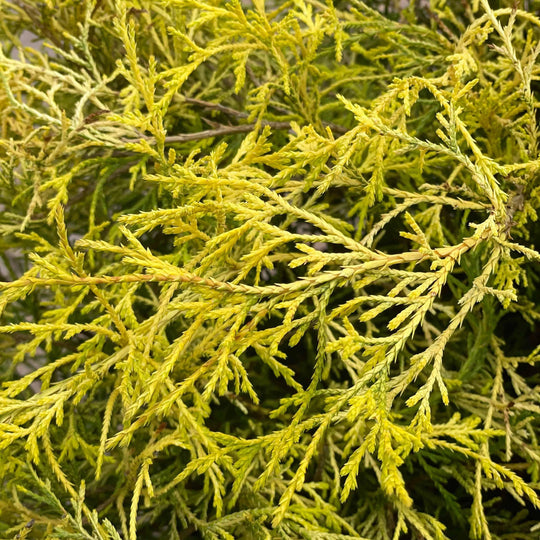 Chamaecyparis - Gold Mop - 5 gallon
