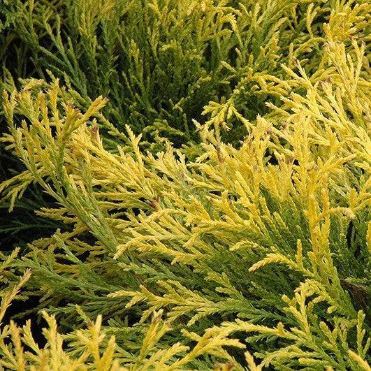 Chamaecyparis - Golden Mop - 2 gallon