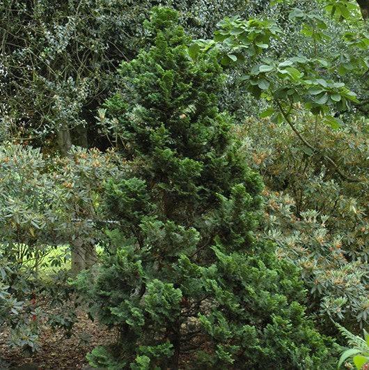 Chamaecyparis - Nana Dwarf Hinoki - 1 gallon