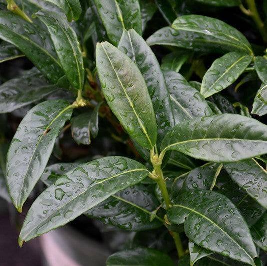 Cherry Laurel - Chestnut Hill - 5 gallon