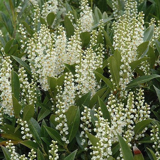 Cherry Laurel - Otto Luyken - Balled and Burlapped