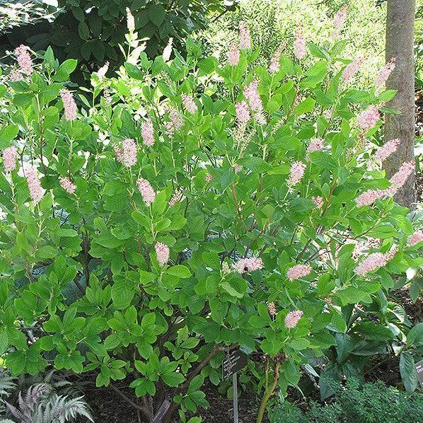 Clethra - Ruby Spice Summersweet - 3 gallon - Hicks Nurseries