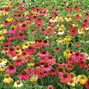 Coneflower - Cheyenne Spirit - 1 gallon - Hicks Nurseries