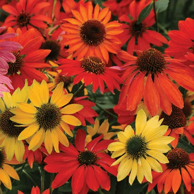 Coneflower - Cheyenne Spirit - 1 gallon