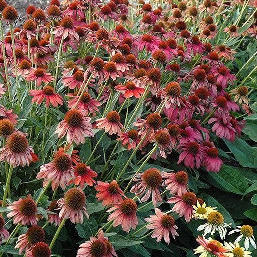 Coneflower - Cheyenne Spirit - 2 gallon