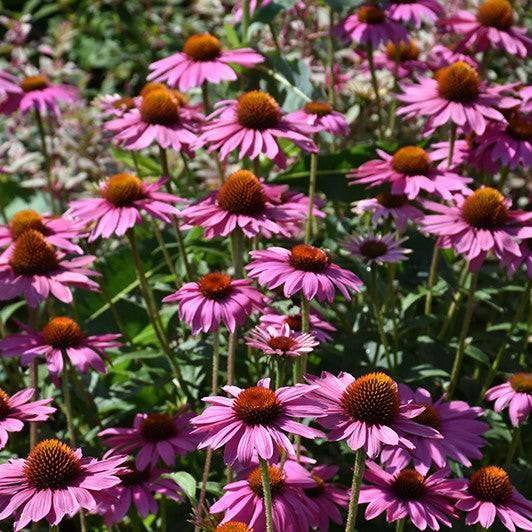 Coneflower - Powwow Wild Berry - 1 gallon - Hicks Nurseries