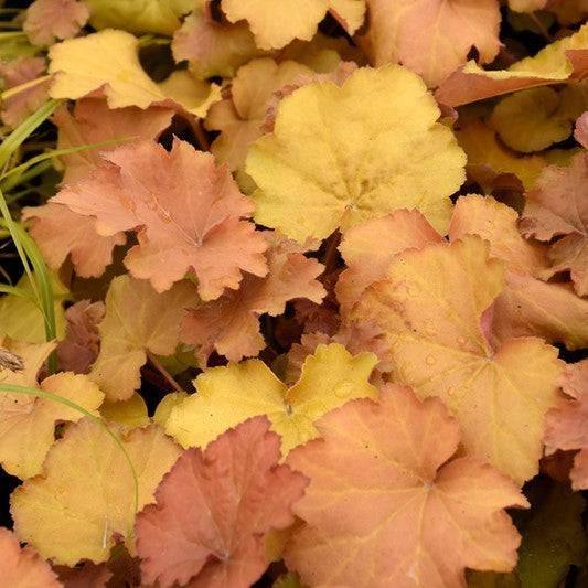 Coral Bells - Caramel - 1 gallon