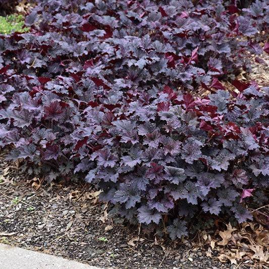 Coral Bells - Frosted Violet - 1 gallon - Hicks Nurseries