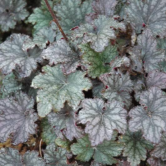 Coral Bells - Frosted Violet - 1 gallon