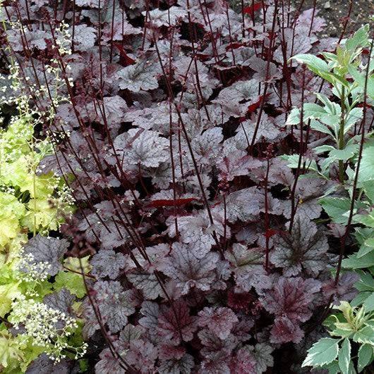 Coral Bells - Plum Pudding - 1 gallon - Hicks Nurseries