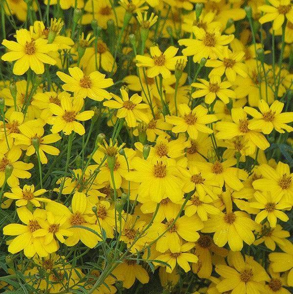 Coreopsis - Zagreb - 1 gallon