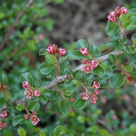 Cotoneaster - Tom Thumb