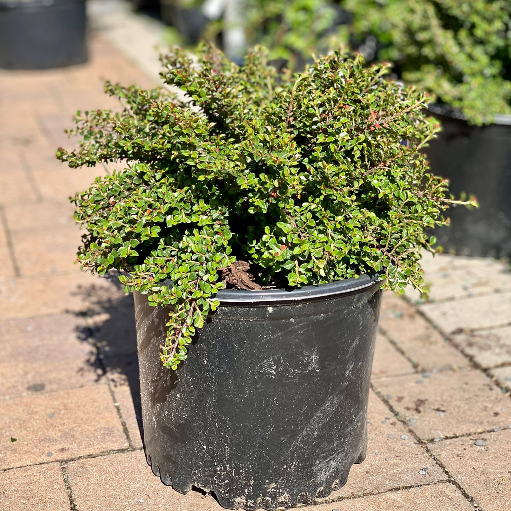 Cotoneaster Tom Thumb gallon