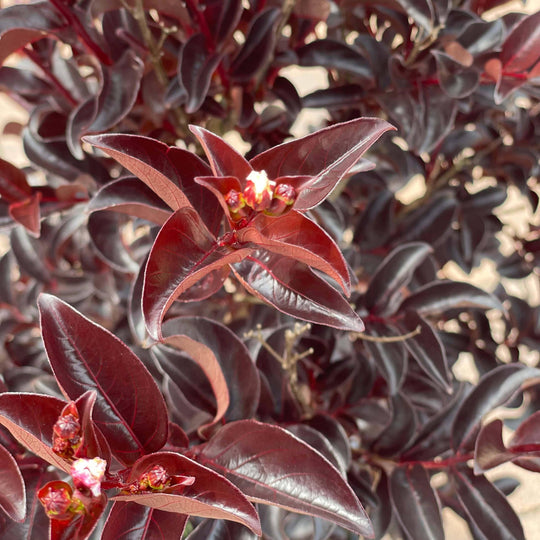 Crape Myrtle - Lunar Magic® - 3 gallon
