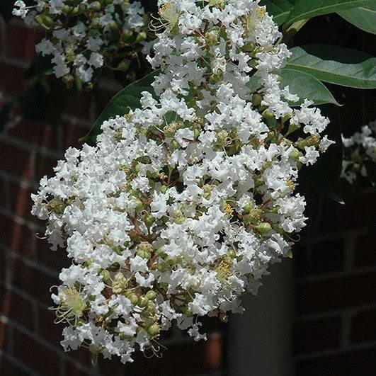 Crape Myrtle - Natchez - 15 gallon