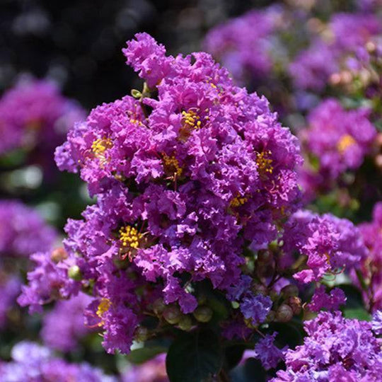 Crape Myrtle - Purple Magic - 3 gallon