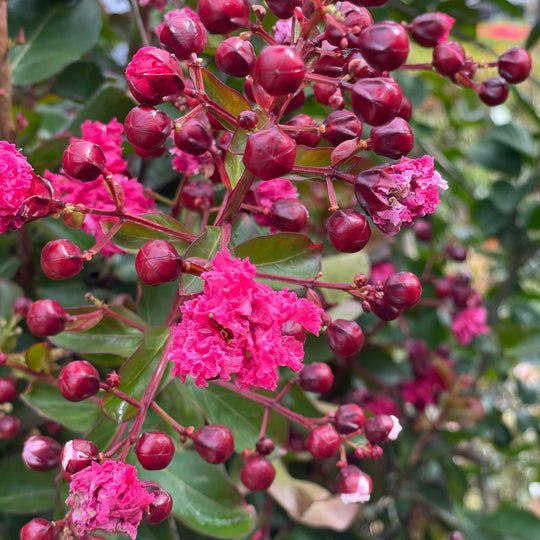 Crape Myrtle - Red Rocket - 30 gallon