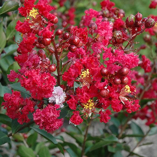 Crape Myrtle - Red Rooster - 3 gallon