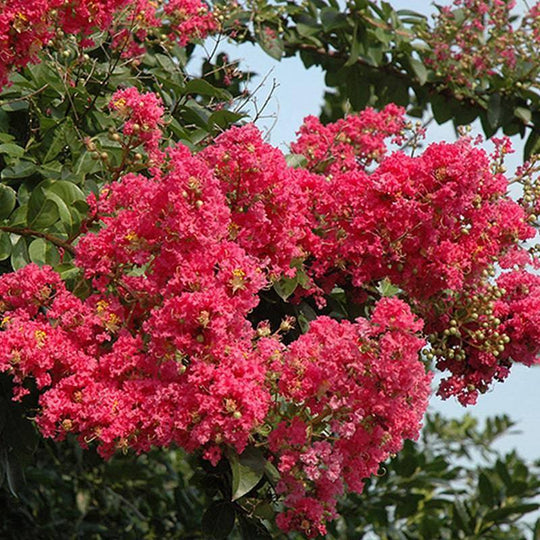 Crape Myrtle - Tuscarora - 15 gallon - Premium