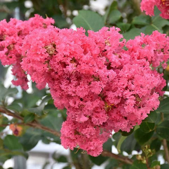 Crape Myrtle - Tuscarora - 15 gallon