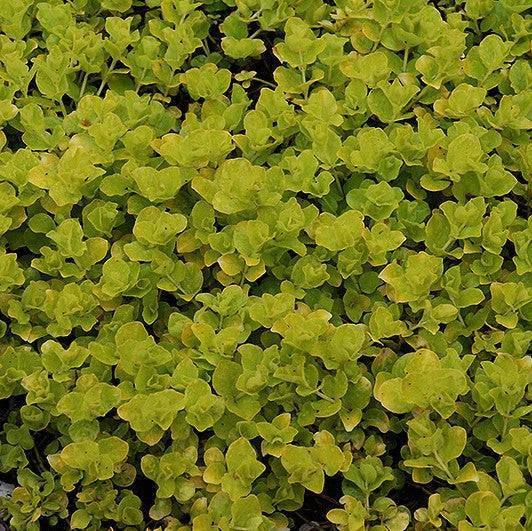 Creeping Jenny - Golden - 1 gallon