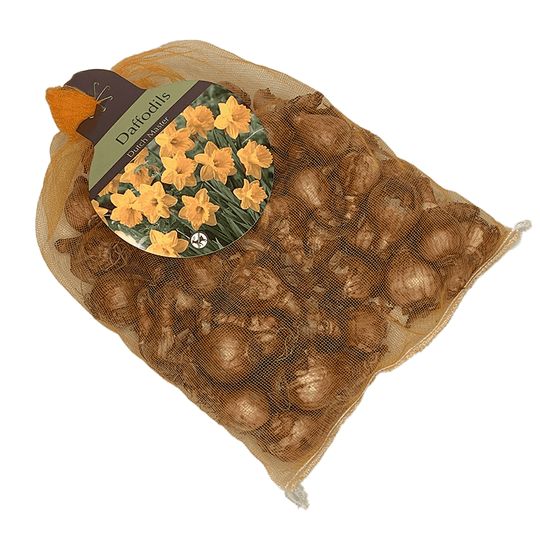 Daffodil - Dutch Master - Jumbo 40 Pack