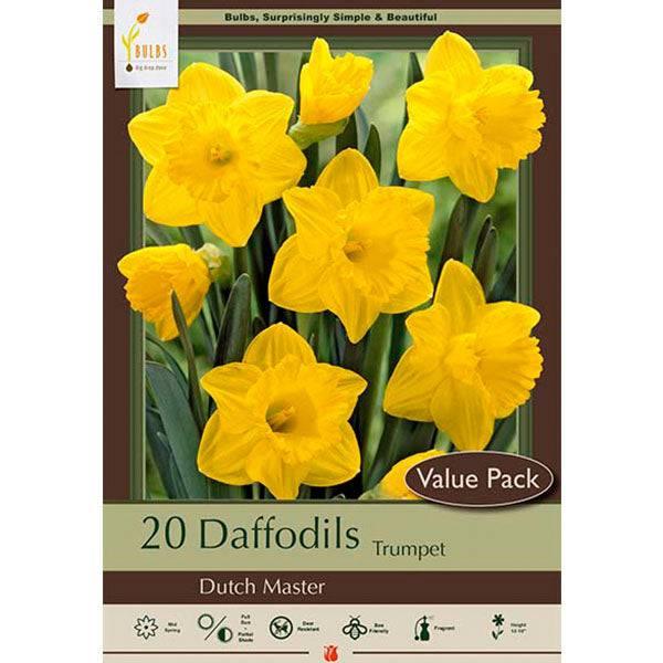 Daffodil - Trumpet Dutch Master - Value Pack - Hicks Nurseries