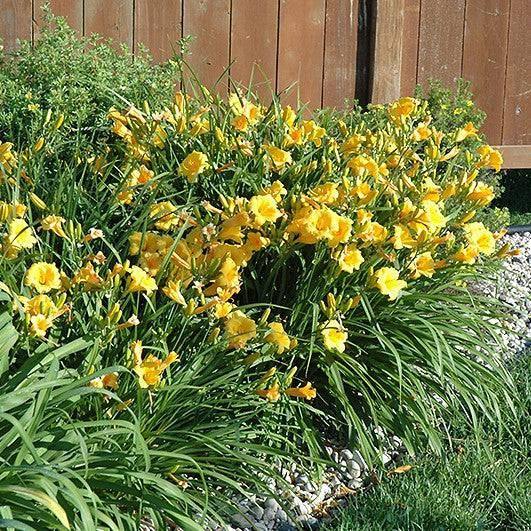 Daylily - Stella D'Oro - 2 gallon - Hicks Nurseries