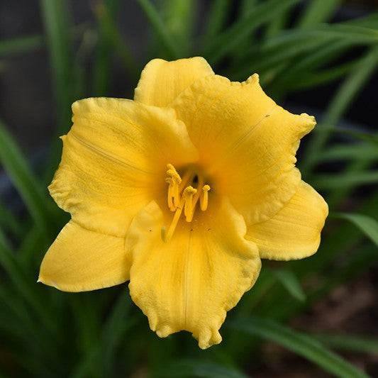 Daylily - Stella D'Oro - 2 gallon
