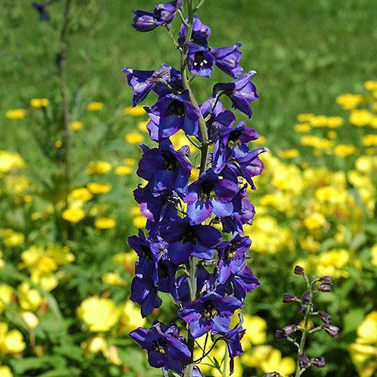 Delphinium - Black Knight - 2 gallon