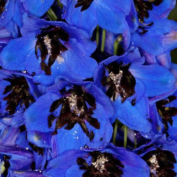 Delphinium - Dark Blue Dark Bee - 2 gallon - Hicks Nurseries