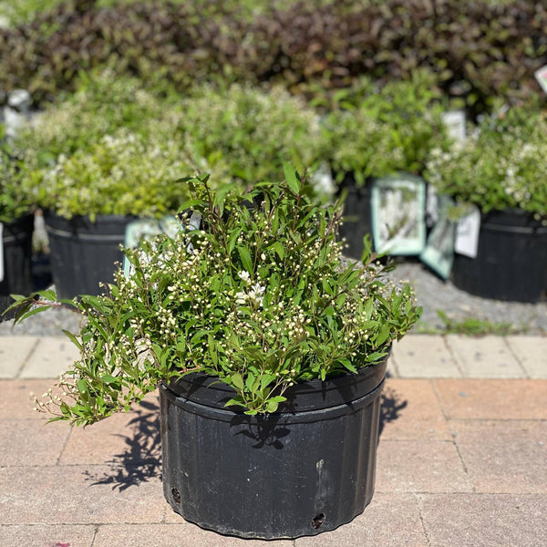 Deutzia - Nikko - 3 gallon - Hicks Nurseries