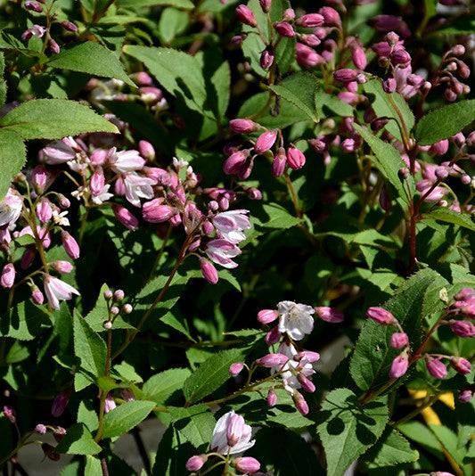 メリー花子 Deutzia - Yuki Cherry Blossom® - 3 gallon