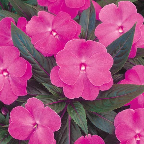 New Guinea Impatiens - 10-inch Tub - Hicks Nurseries