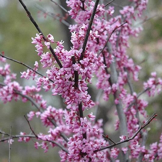 Eastern Redbud - Forest Pansy - 15 gallon