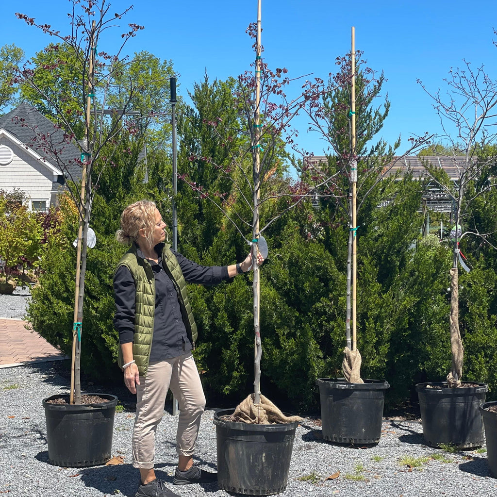 Eastern Redbud - אמנון יער - 15 ליטרEastern Redbud - אמנון יער - 15 ליטר  