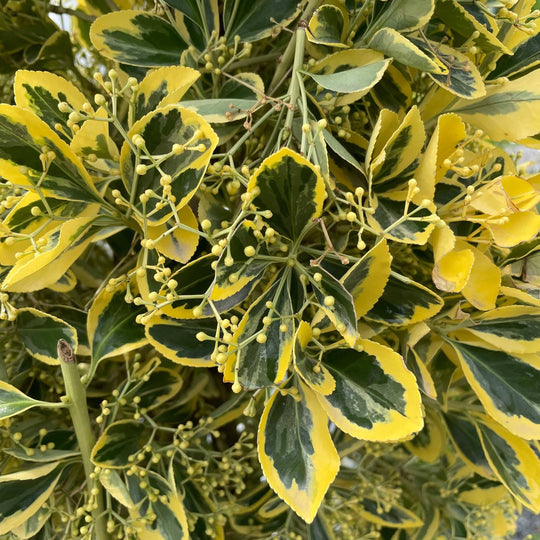 Euonymus - Chollipo - 10 gallon