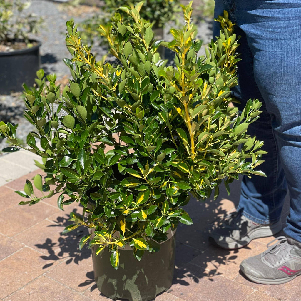 Euonymus - Gold Spot - 5 gallon