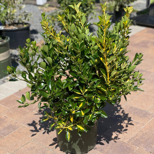Euonymus - Gold Spot - 5 gallon
