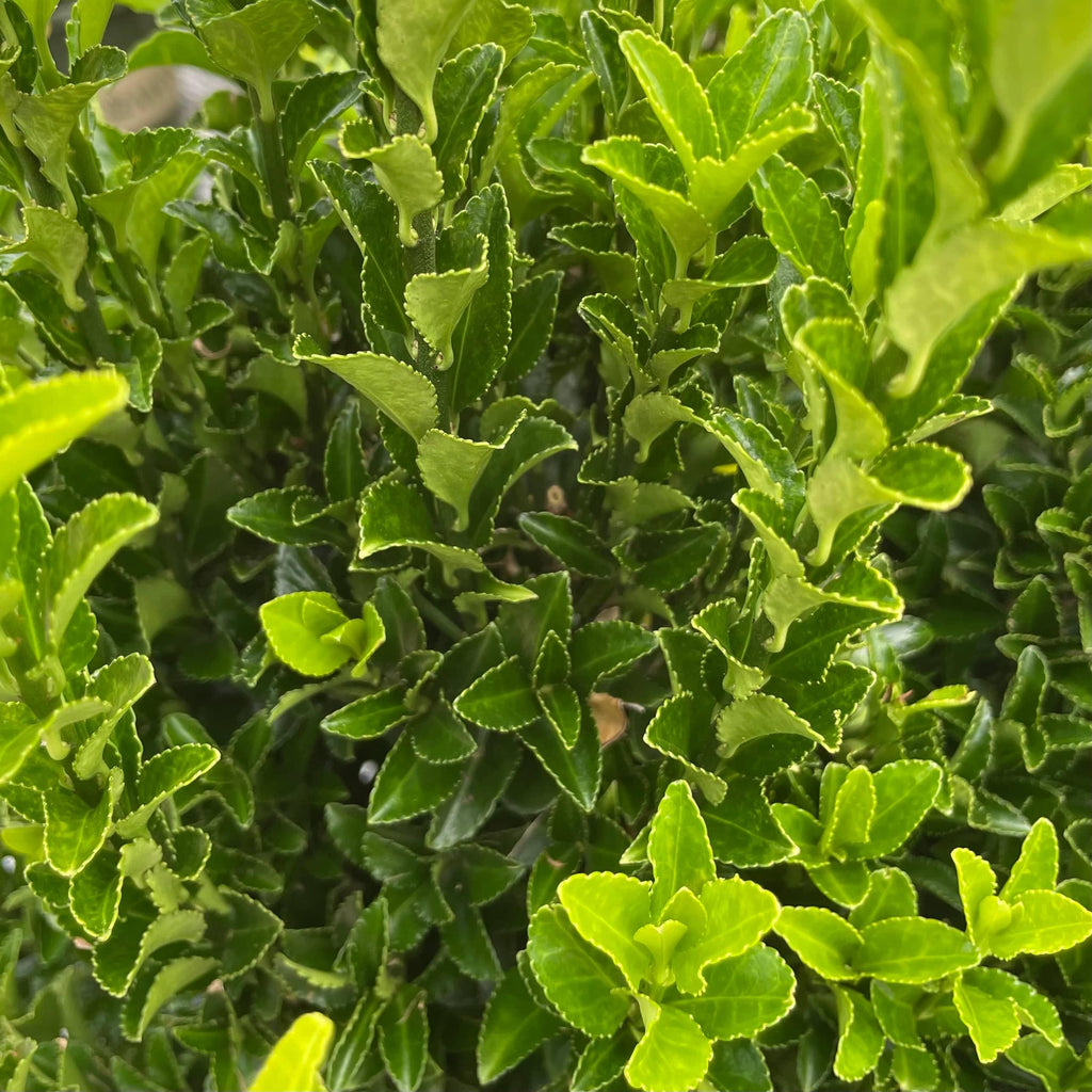 Euonymus - Green Spire - 5 gallon - Hicks Nurseries