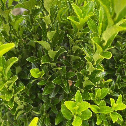 Euonymus - Green Spire - 5 gallon