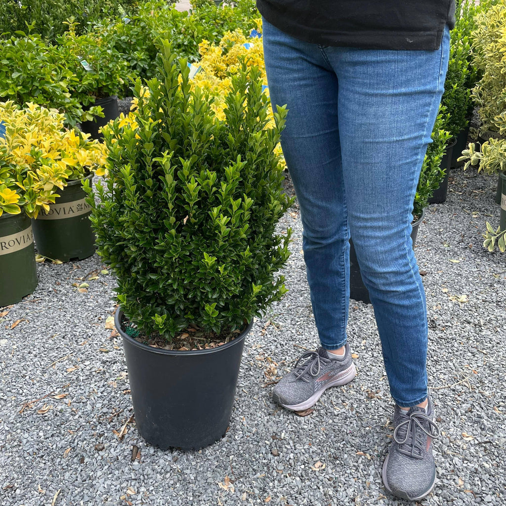 Euonymus - Green Spire - 5 gallon