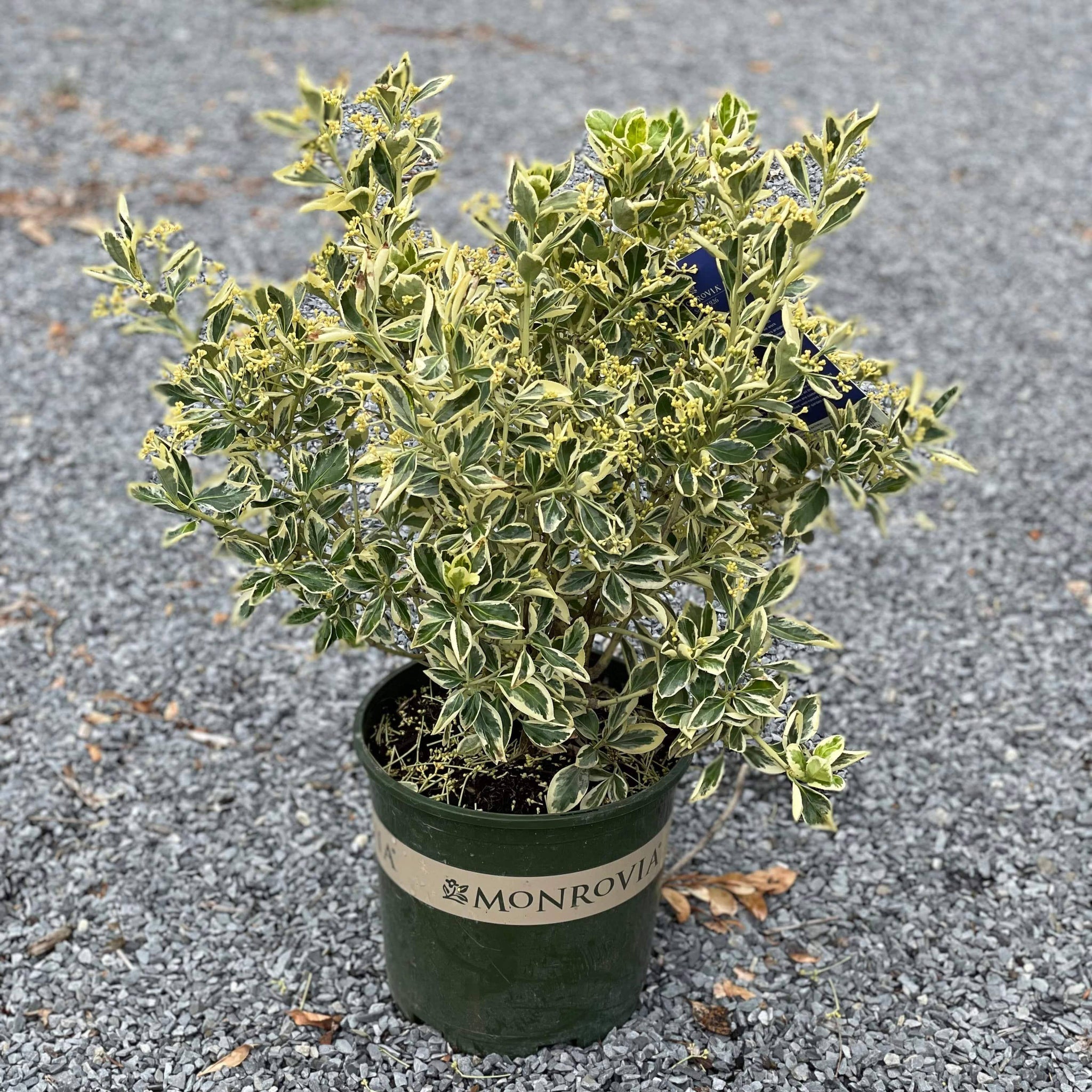 Euonymus - Silver King - 2 gallon