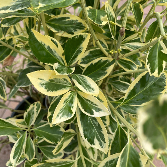 Euonymus - Silver King - 3 gallon