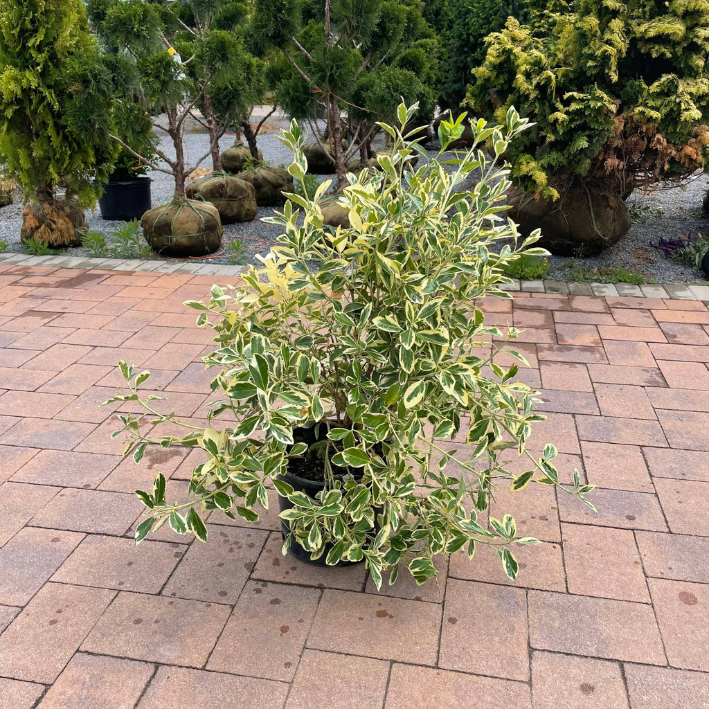Silver King Euonymus