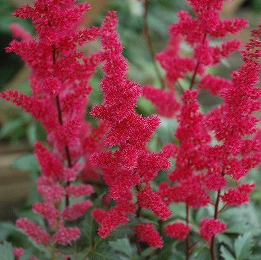 False Spirea - Fanal - 1 gallon