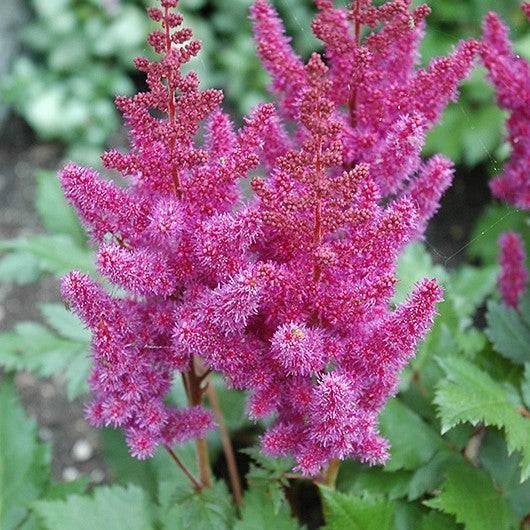 False Spirea - Visions - 2 gallon